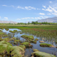 Wetland in Leh Ladakh, India. The expansion of tropical wetlands further north released more methane to the atmosphere, accelerating global warming.